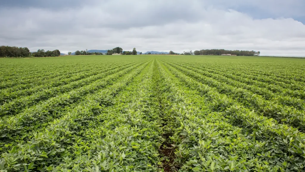 Improving Nitrogen Use Efficiency in Agriculture